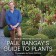 Paul Bangay's Guide to Plants Book